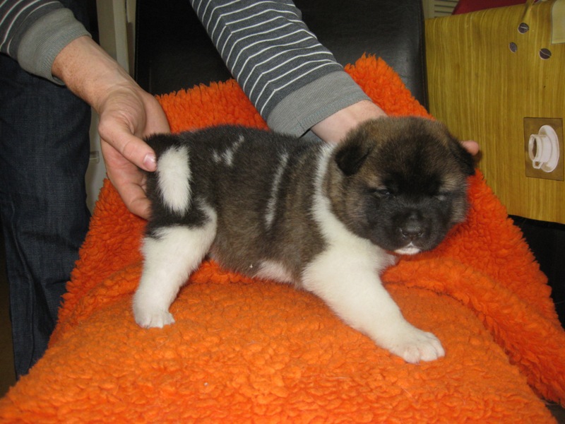 Puppies